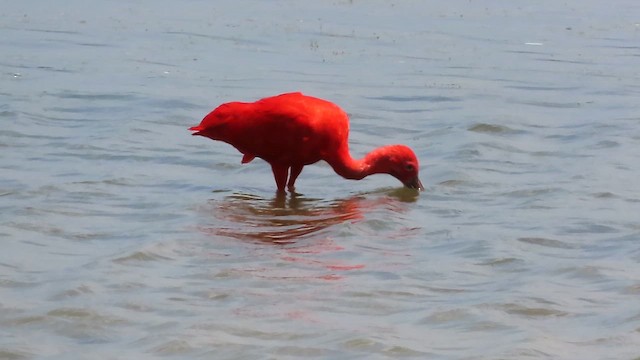 Scarlet Ibis - ML642984874
