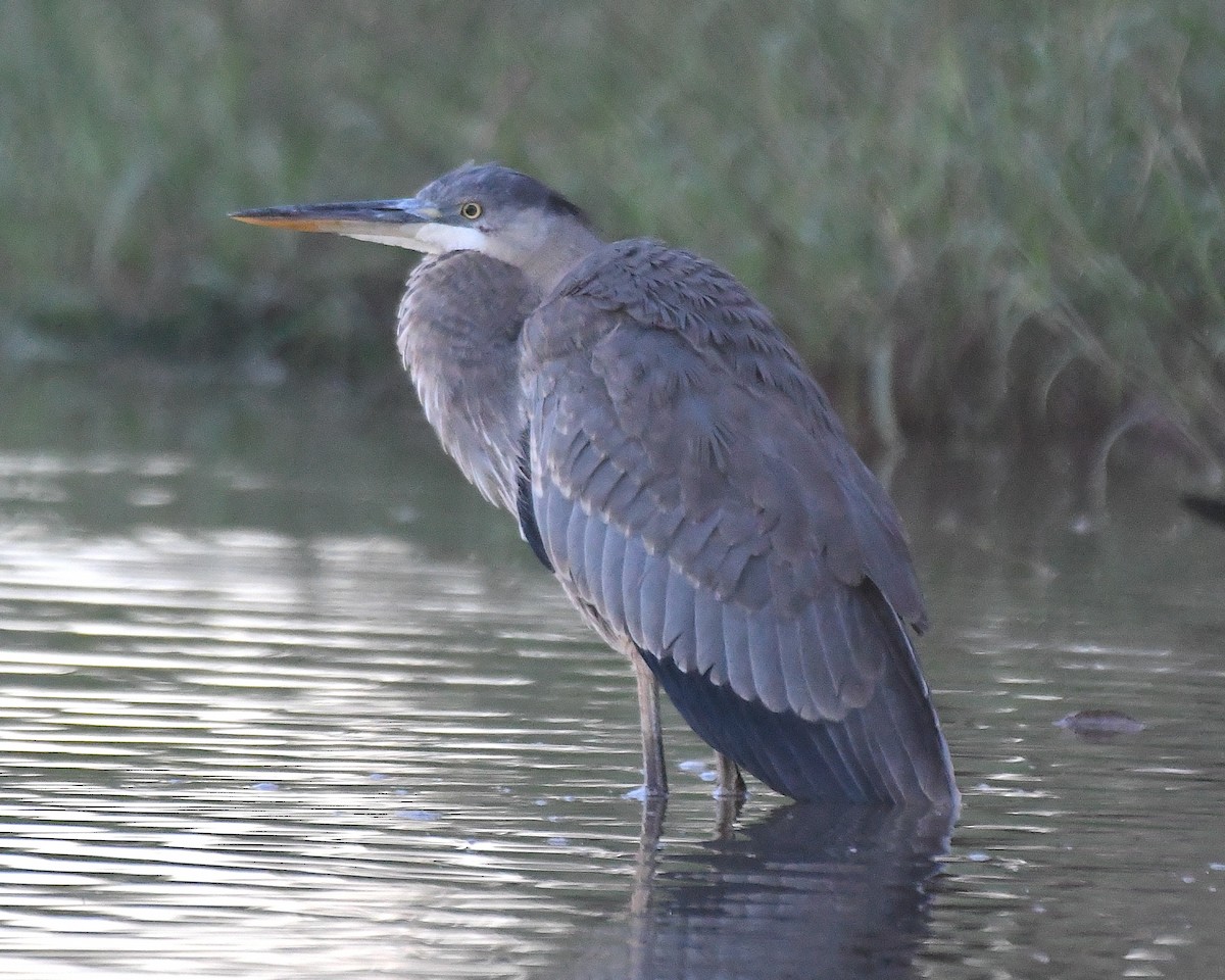 Great Blue Heron - ML642984879