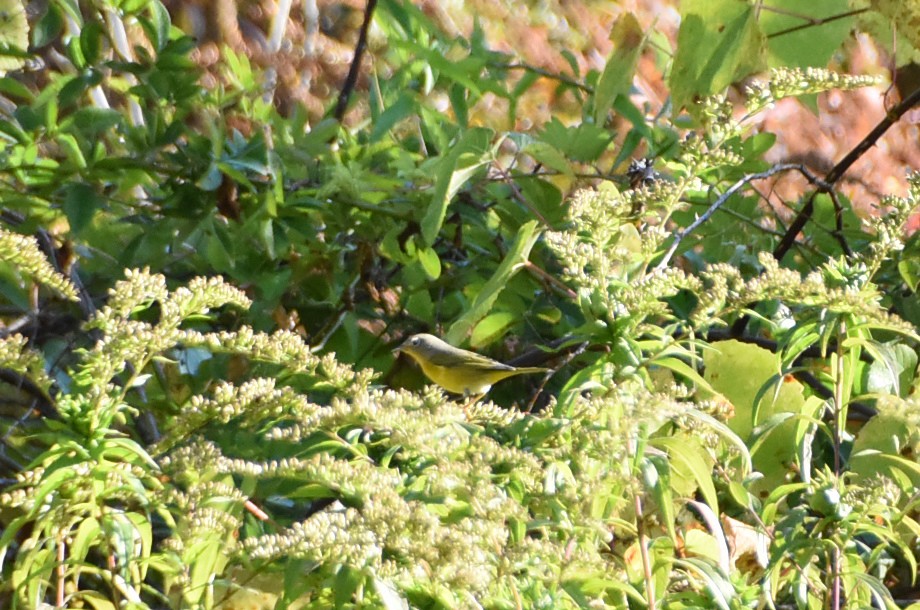 Nashville Warbler - ML642984899