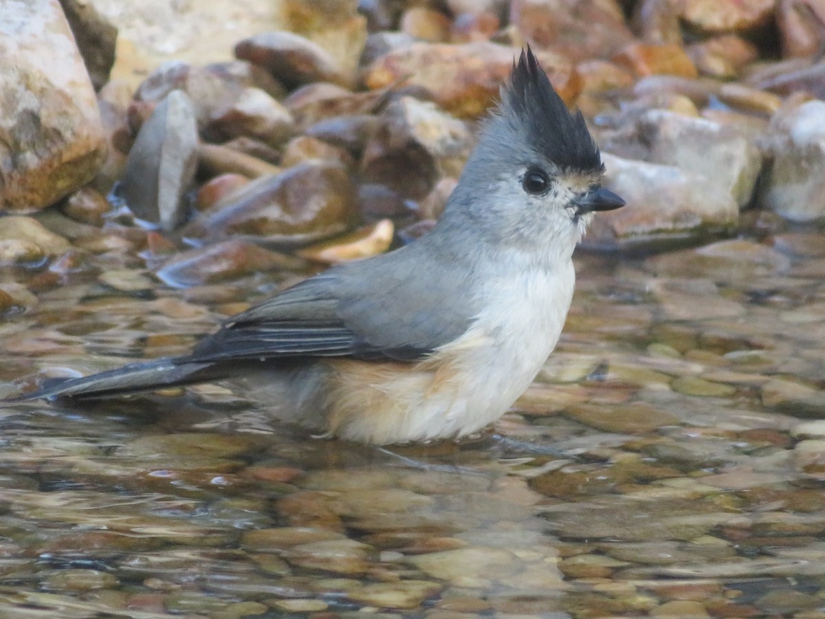 Black-crested Titmouse - ML642984902