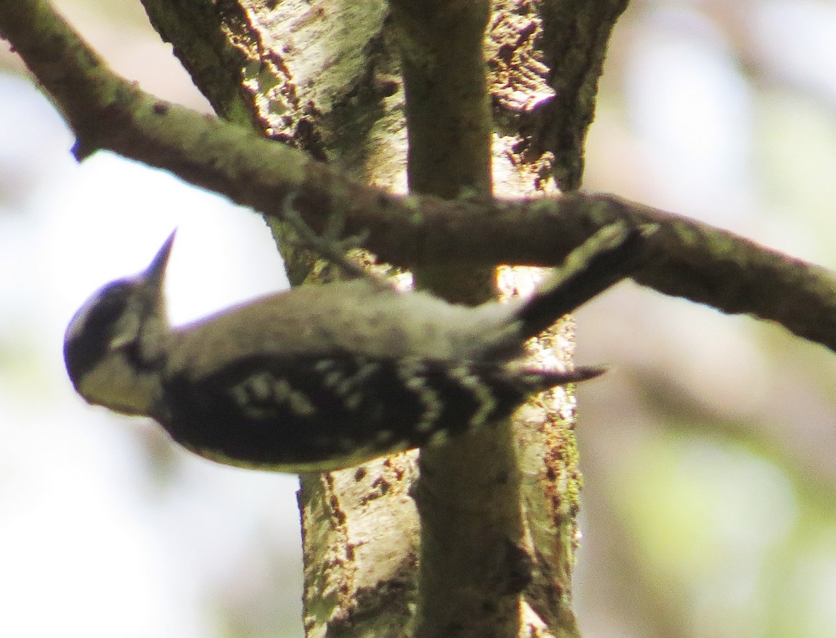 Downy Woodpecker (Eastern) - ML642984919