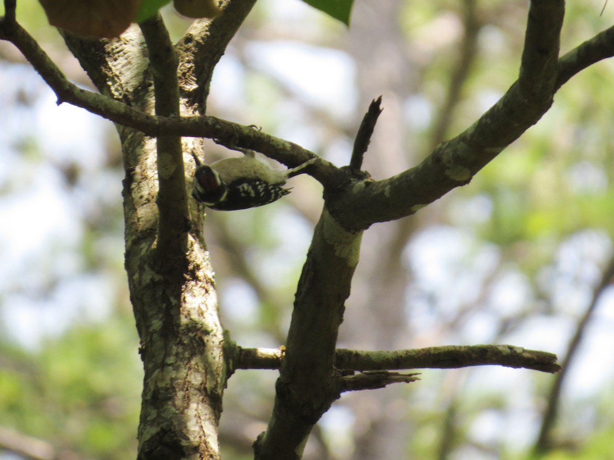 Downy Woodpecker (Eastern) - ML642984920