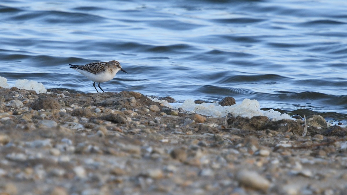 Little Stint - ML642984923