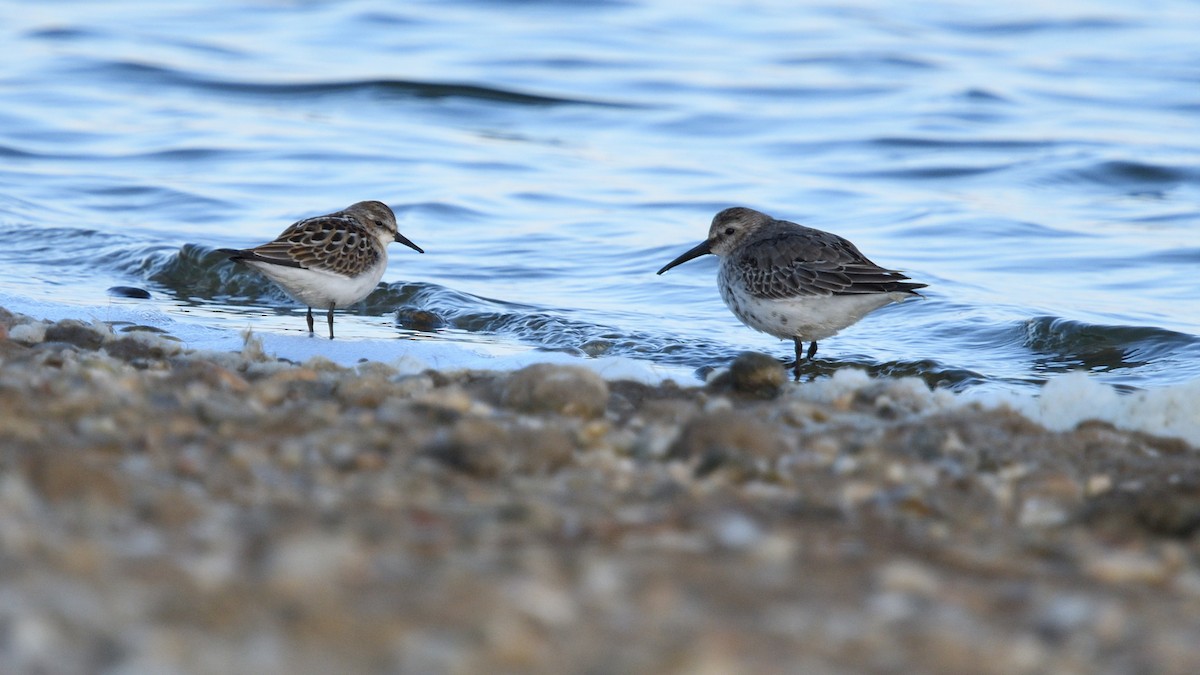 Little Stint - ML642984926