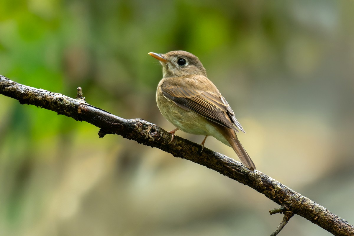 Brown-breasted Flycatcher - ML642984929