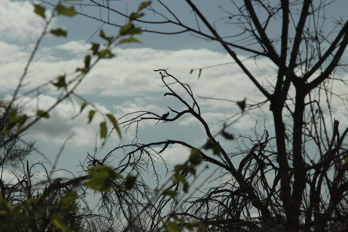 Greater Roadrunner - ML642984946