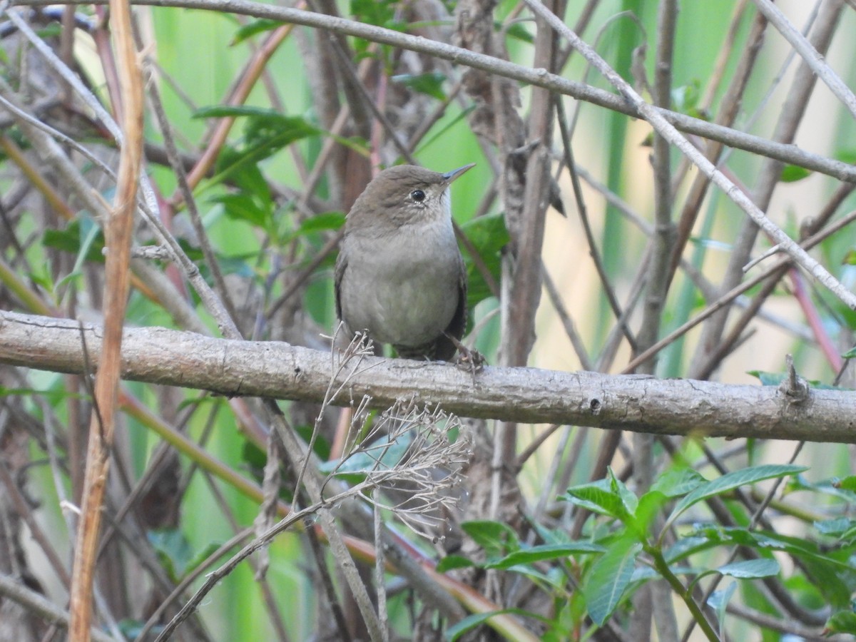 Northern House Wren - ML642984949