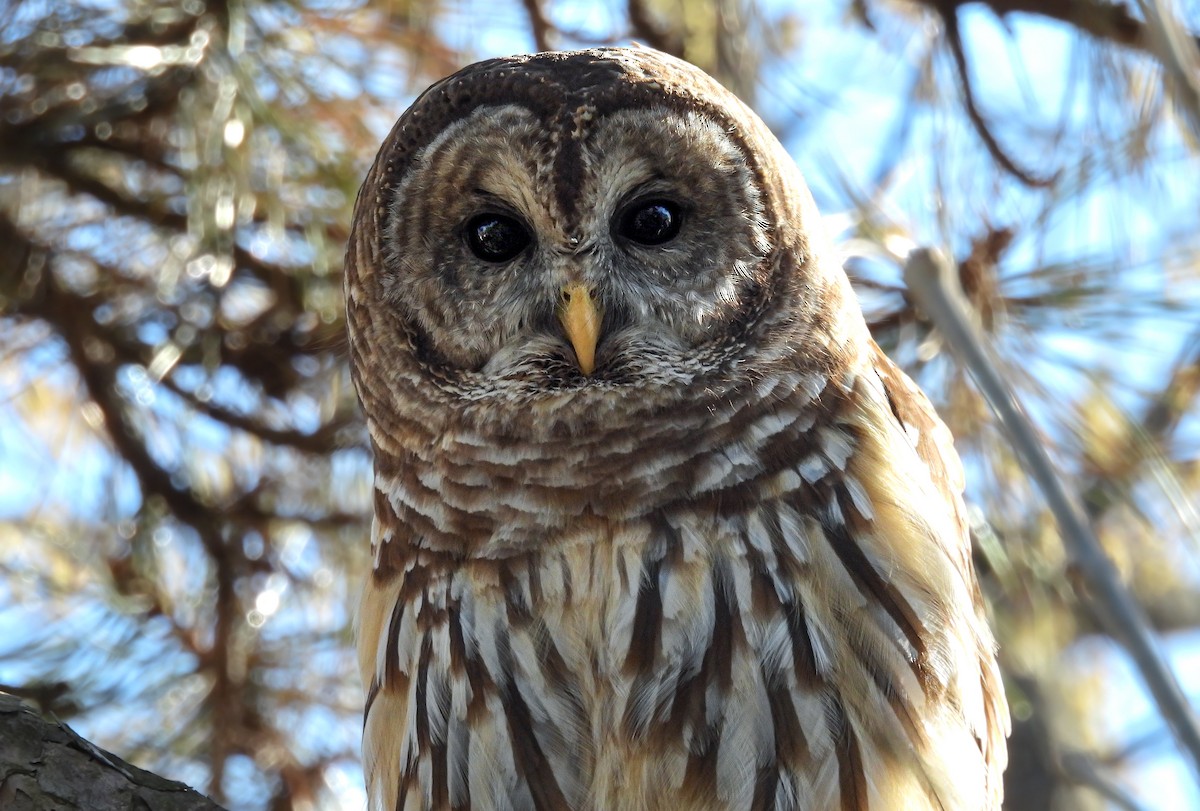 Barred Owl - ML642984955