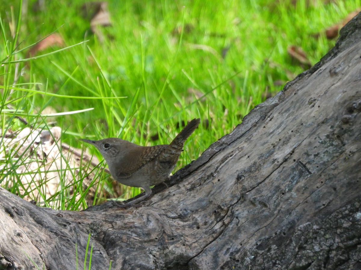 Northern House Wren - ML642984956
