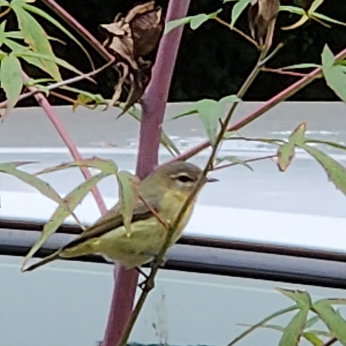 Philadelphia Vireo - ML642984958