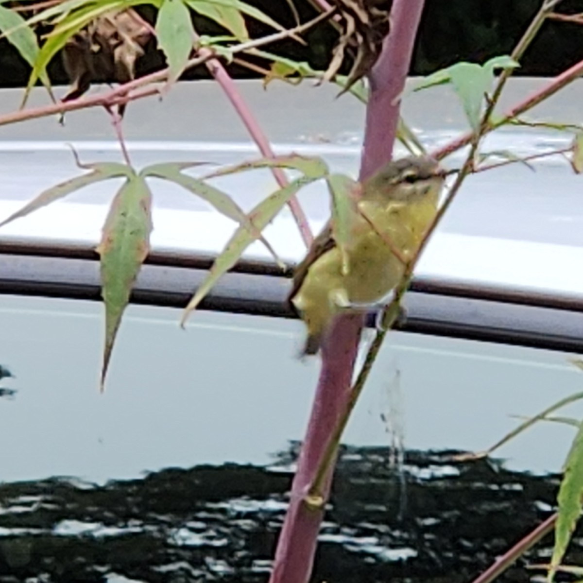 Philadelphia Vireo - ML642984959