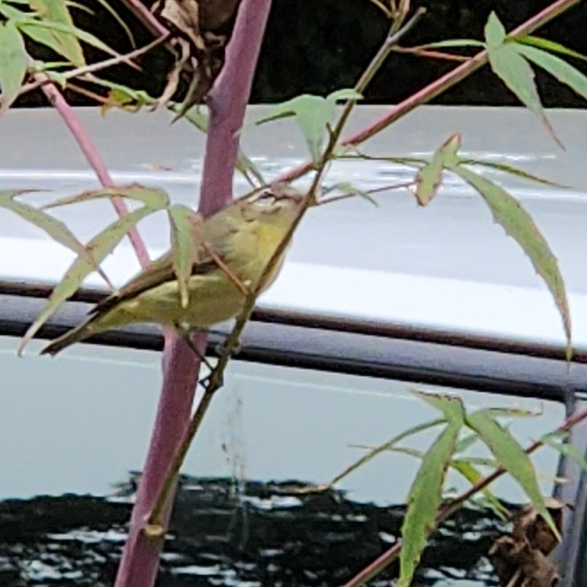 Philadelphia Vireo - ML642984960
