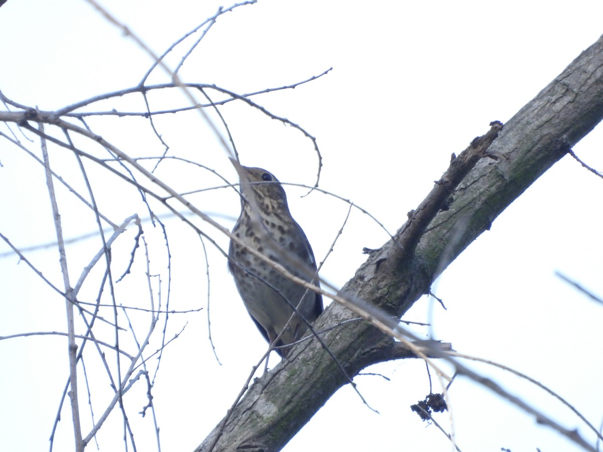 Hermit Thrush - ML642984961
