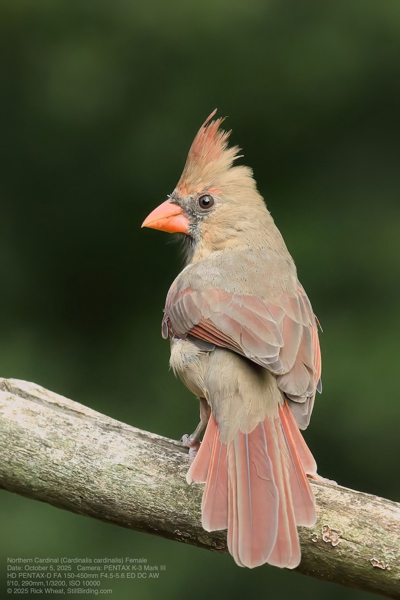 Northern Cardinal - ML642984962