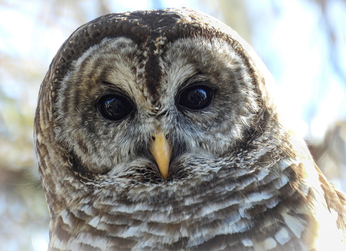 Barred Owl - ML642984963