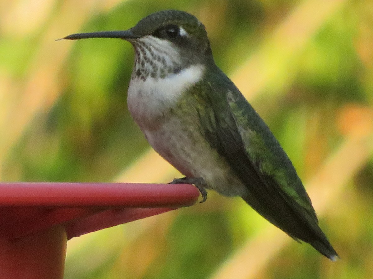 Ruby-throated Hummingbird - ML642984965