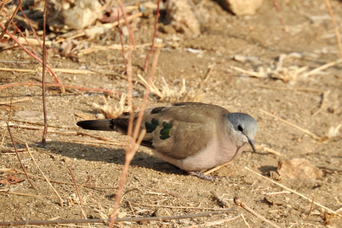 Emerald-spotted Wood-Dove - ML642984966