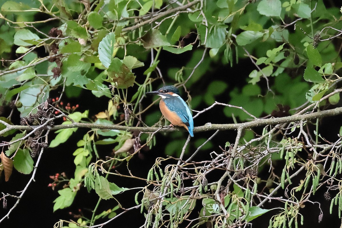 Common Kingfisher - ML642984967