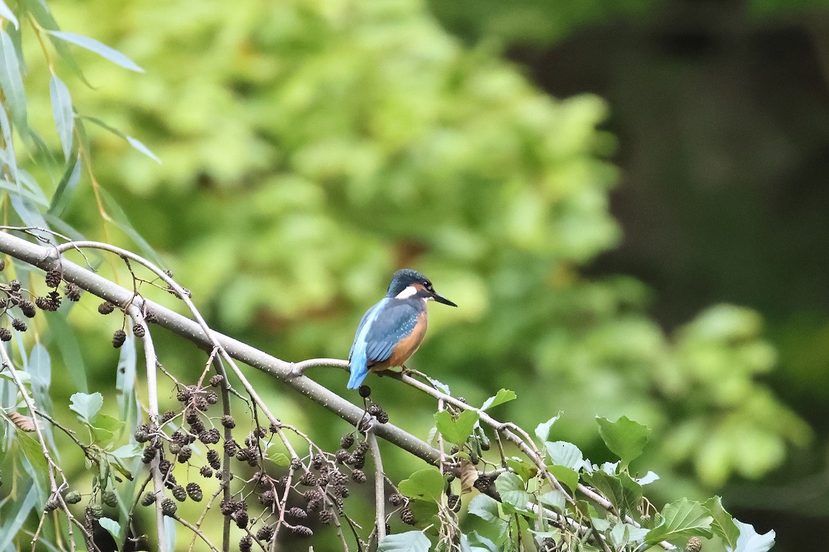 Common Kingfisher - ML642984968