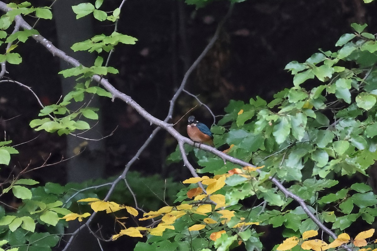 Common Kingfisher - ML642984969