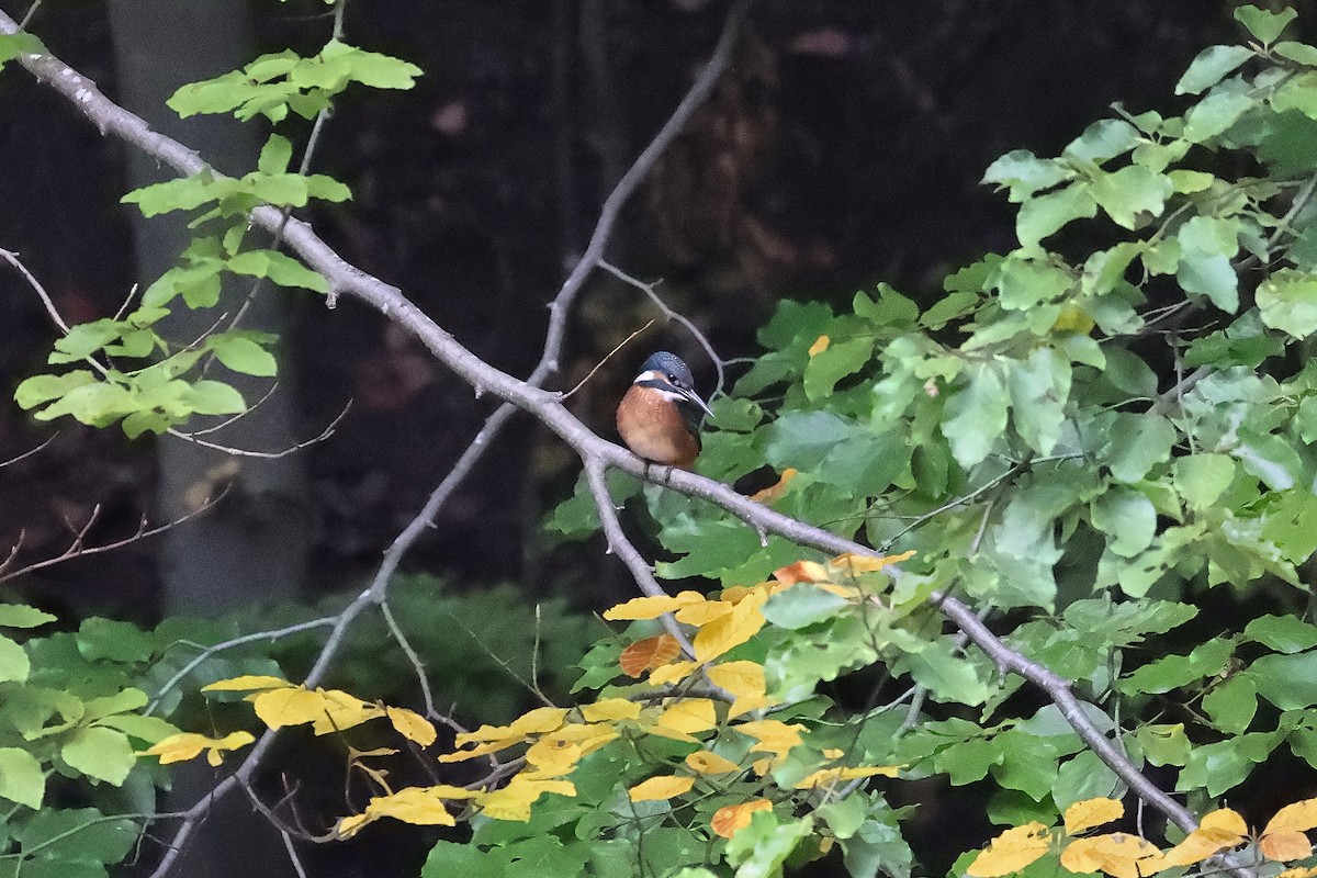 Common Kingfisher - ML642984970