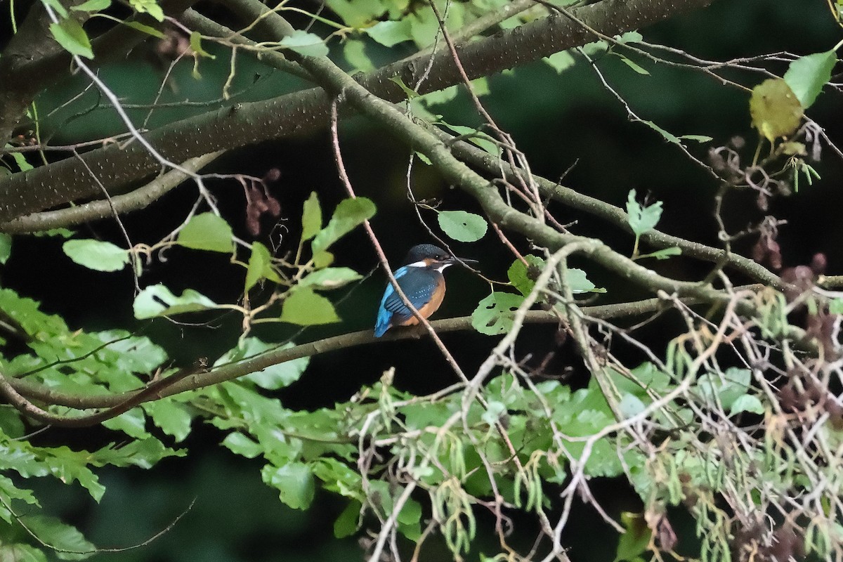 Common Kingfisher - ML642984971