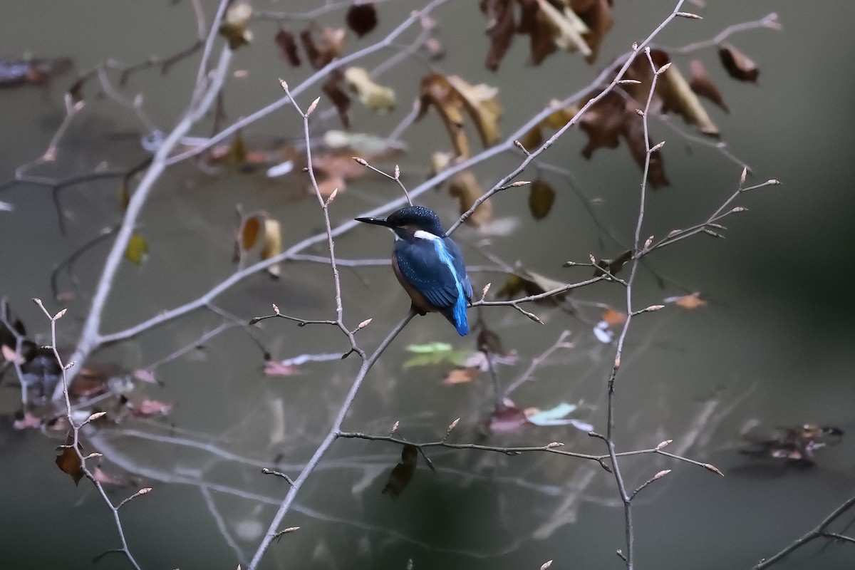 Common Kingfisher - ML642984972