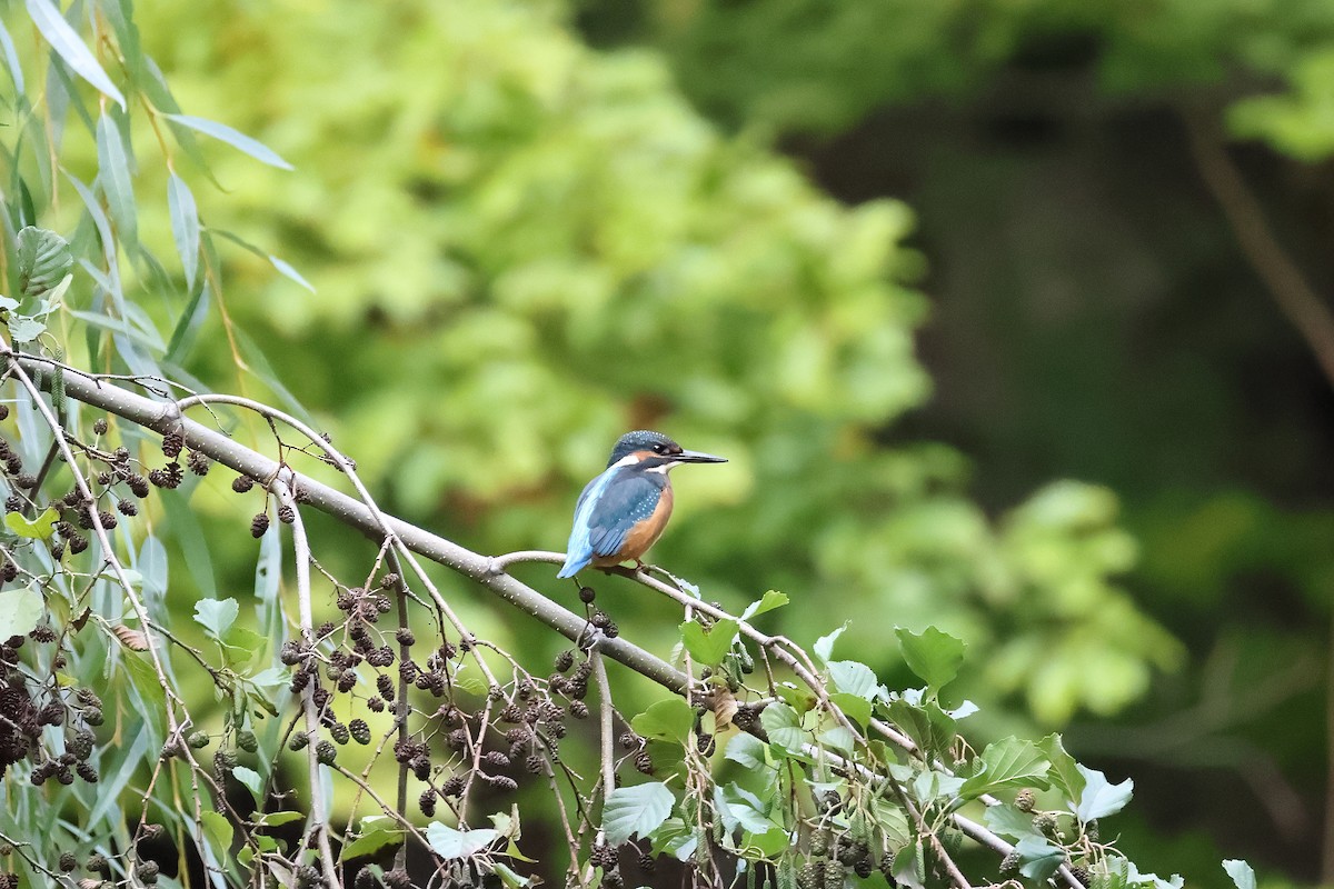 Common Kingfisher - ML642984973