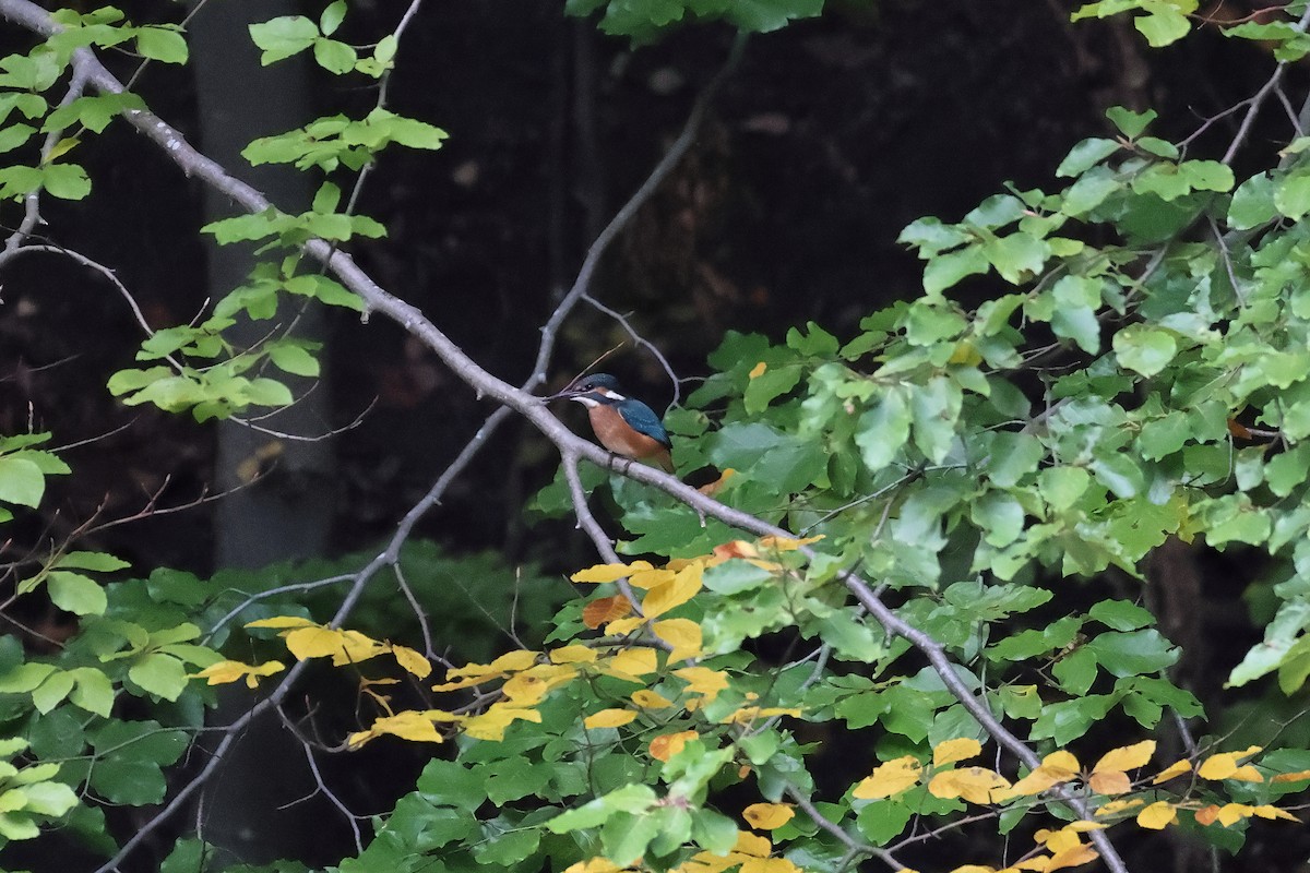 Common Kingfisher - ML642984975