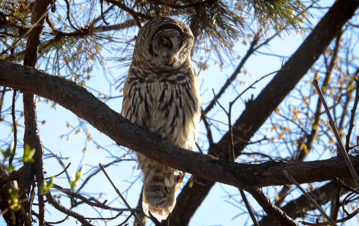 Barred Owl - ML642984980