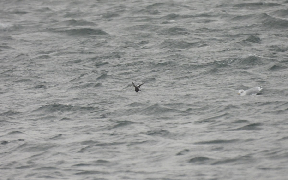 European Storm-Petrel - ML642984985