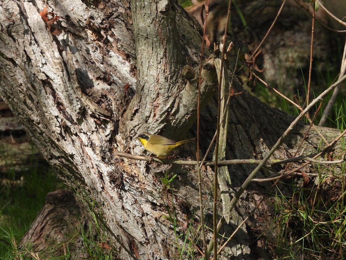 Common Yellowthroat - ML642984986
