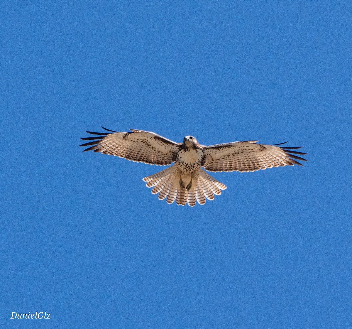 Red-tailed Hawk - ML642984990