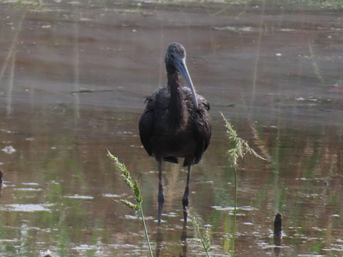 Glossy Ibis - ML642985000