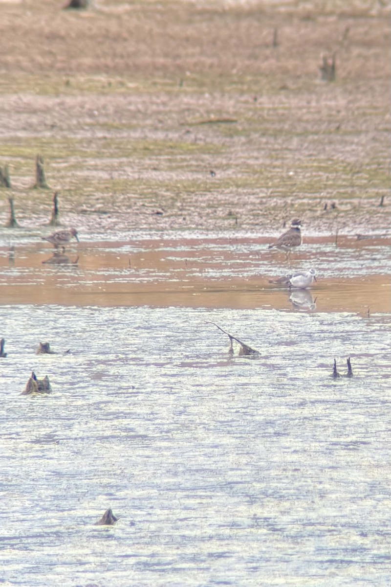 Wilson's Phalarope - ML642985001