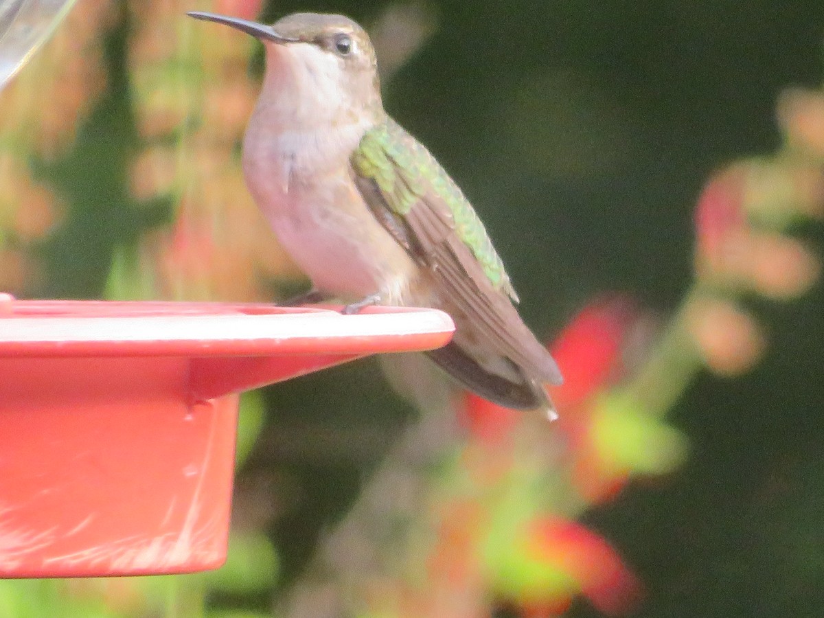Ruby-throated/Black-chinned Hummingbird - ML642985006