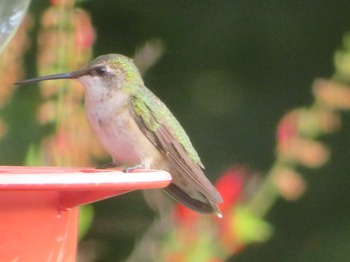 Ruby-throated/Black-chinned Hummingbird - ML642985007