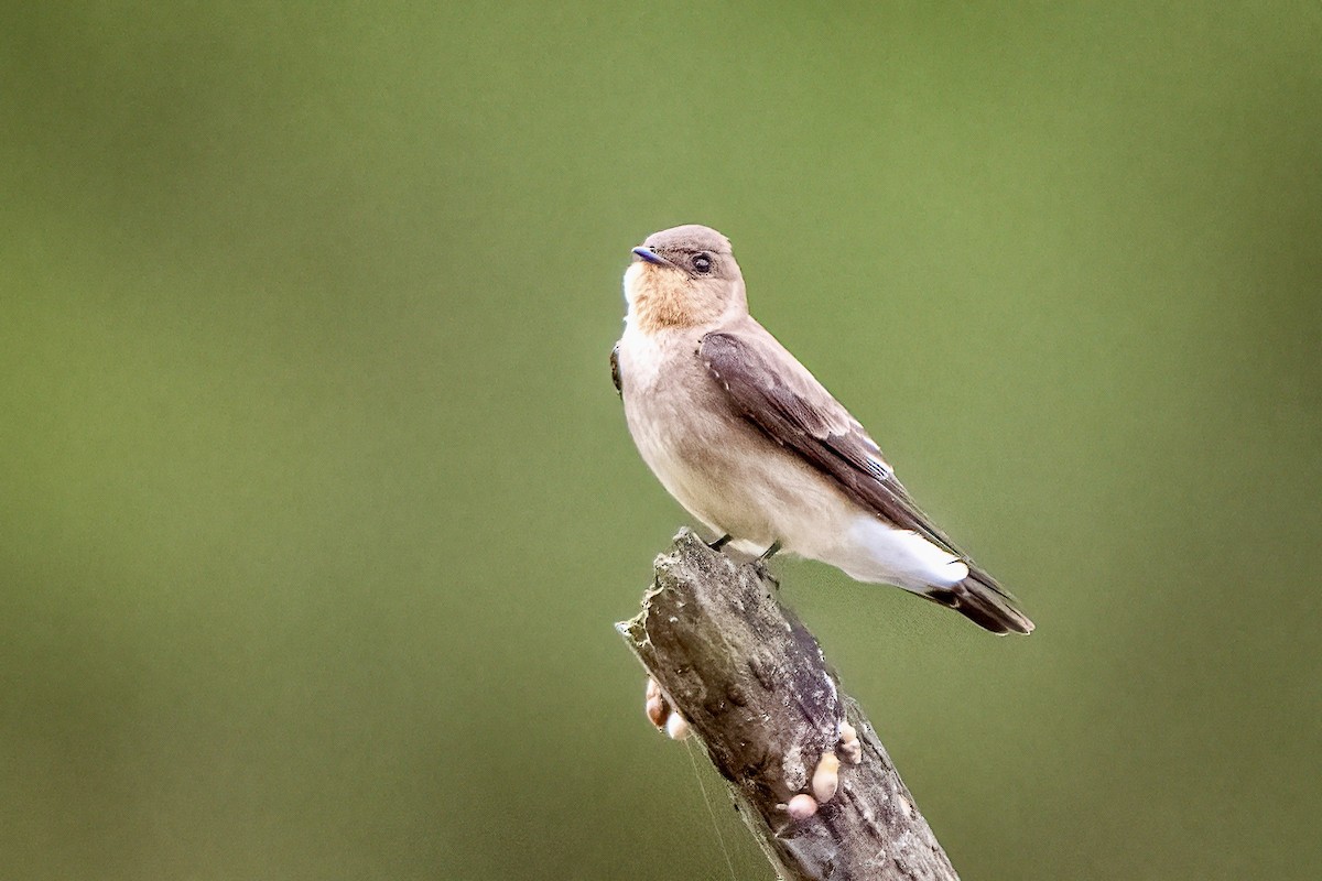 Southern Rough-winged Swallow - ML642985008