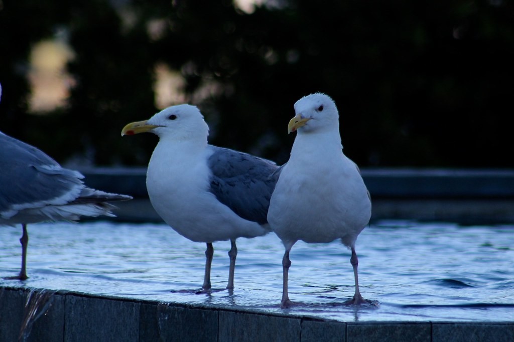 Glaucous-winged Gull - ML642985015
