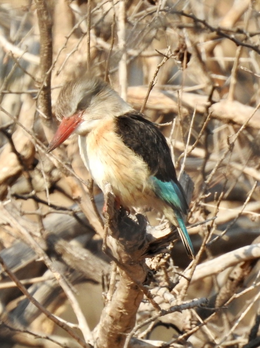 Brown-hooded Kingfisher - ML642985017