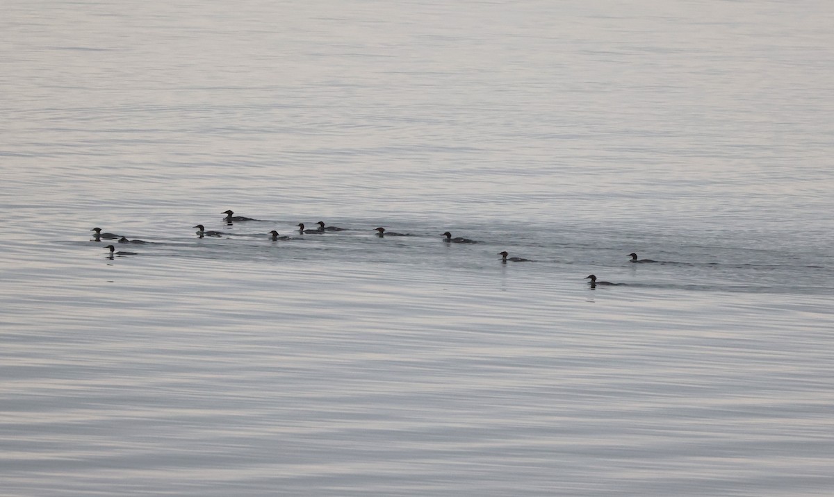 Red-breasted Merganser - ML642985025
