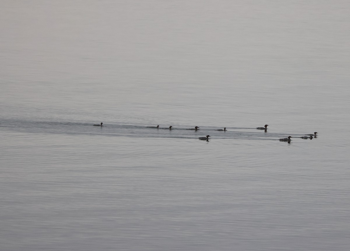 Red-breasted Merganser - ML642985026