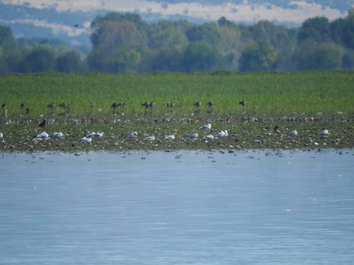 Oca lombardella minore - ML642985034