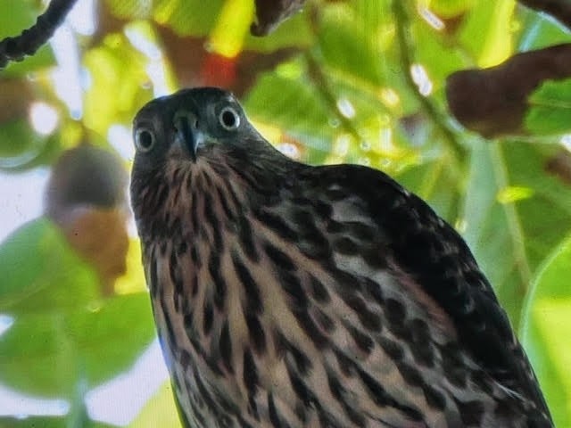 Cooper's Hawk - ML642985041