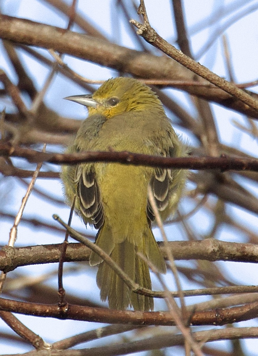 Orchard Oriole - ML642985060