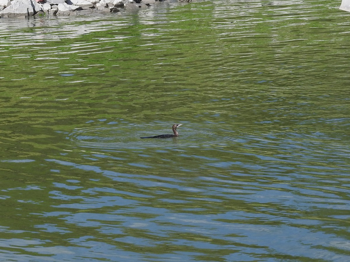 Pygmy Cormorant - ML642985063