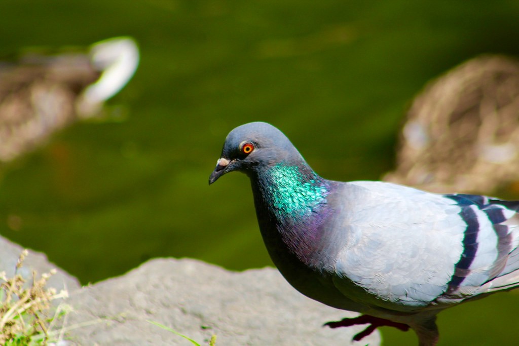Rock Pigeon (Feral Pigeon) - ML642985066