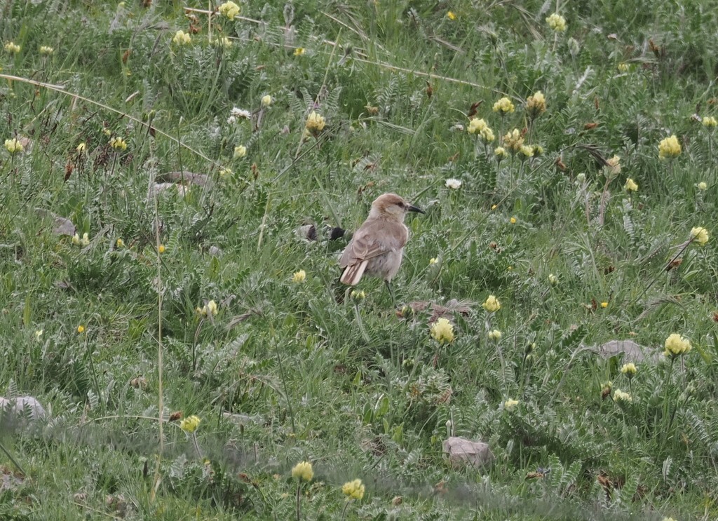 Ground Tit - ML642985073