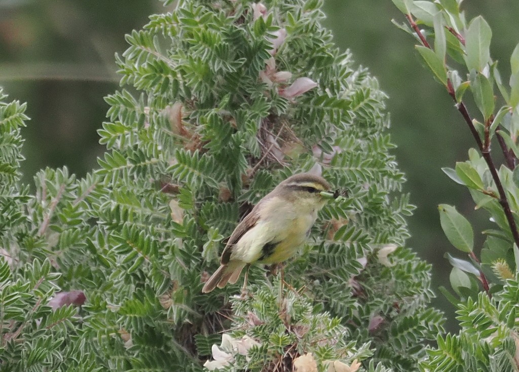 Tickell's Leaf Warbler (Alpine) - ML642985085