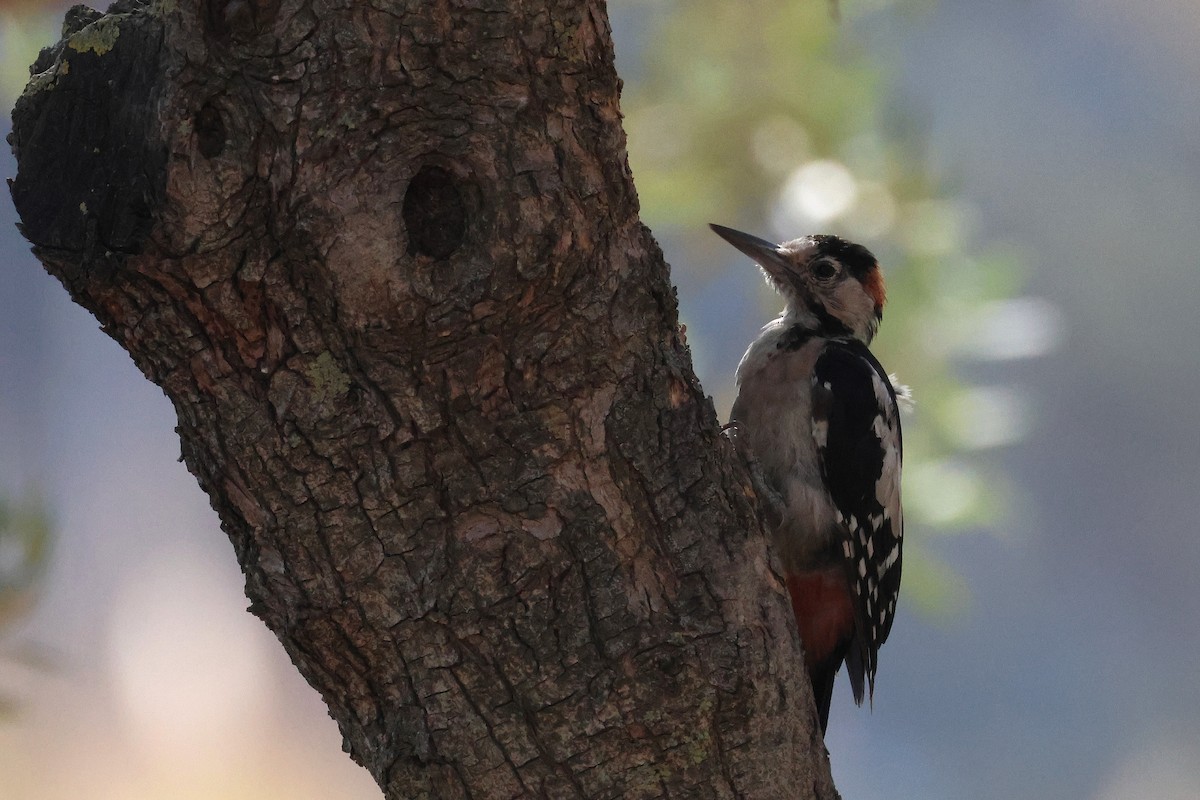 Syrian Woodpecker - ML642985088